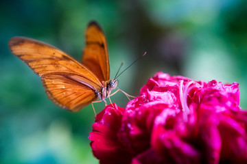 Tropischer Schmetterling auf Blüte