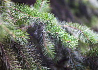 Evergreen coniferous branches