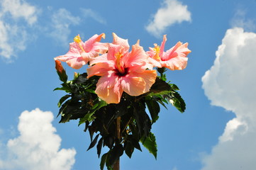 Hibiscus