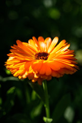 Orangefarbene Blüte im Abendlicht
