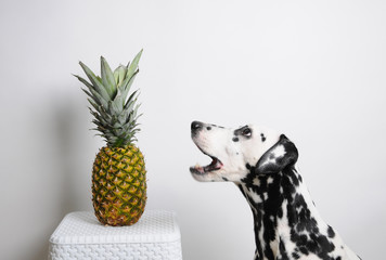 Dog dalmatian and pineapple on a white background. Open mouth - obrazy, fototapety, plakaty