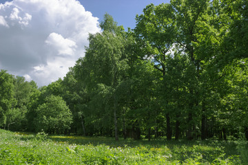 Obraz premium Birch and oak trees on a summer day in a deciduous forest in a clearing.