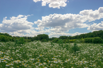 Chamomile field under blue sky with clouds.