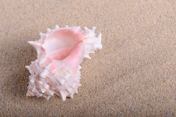 Fototapeta na wymiar sea shell in the sand