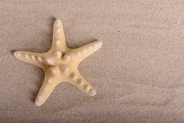 Fototapeta na wymiar yellow starfish on clean sand