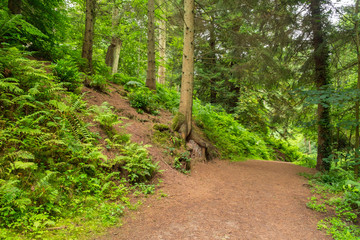 Fototapeta premium Forest landscape