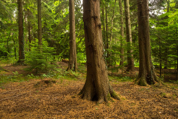 Forest landscape