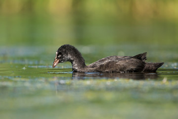 Eurasian Coot, Coot, Fulica atra - nestling