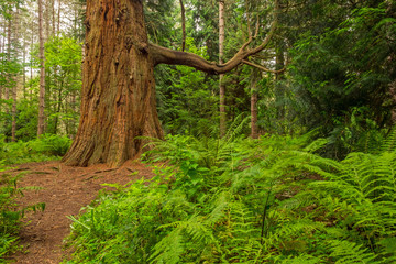 American Redwood in an English forest