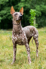 One spotted Mexican Hairless Dog (xoloitzcuintle, Xolo) in full growth in a park on a background of...