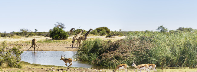 Group of giraffes and springboks at a waterhole / Group of giraffes and springboks at a waterhole...