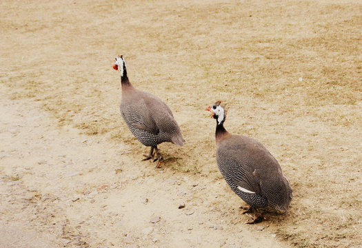 dinde,isol&eacute; dans champs,oiseau de basse-cour