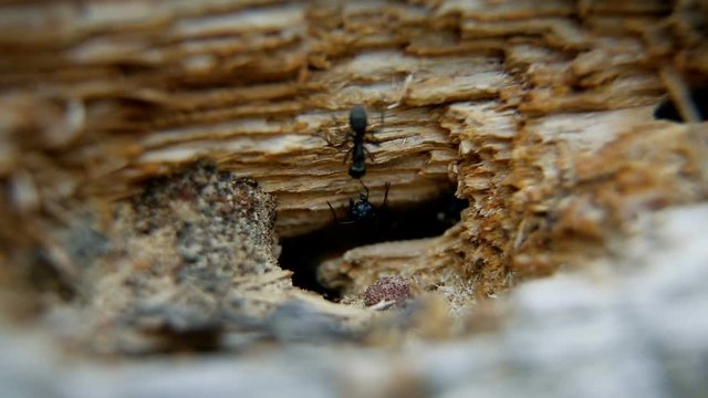 A big ant with a black shiny body. The Wood ants is guarding the hole in the tree