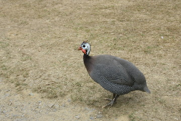 dinde,isolé dans champs,oiseau de basse-cour