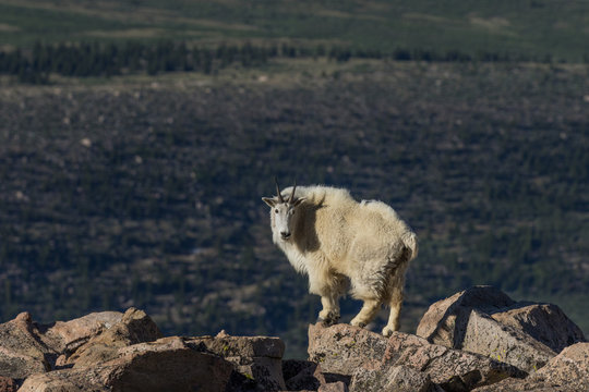 Mountain Goat in the Colorado Mountains
