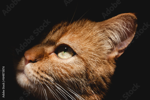 Rote Katze Perser Mix Hauskatze Stockfotos Und Lizenzfreie
