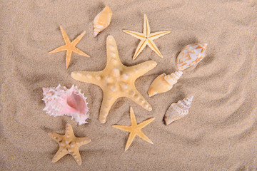 starfish and seashells on clean sand