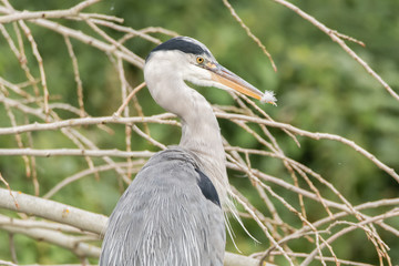 Grey heron (Ardea cinerea) with feather in beak. Large bird in the family Ardeidae after preening, in profile