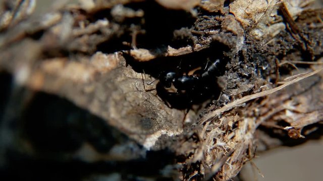 Large formic female looking for a place for a nest. Ant woodworm