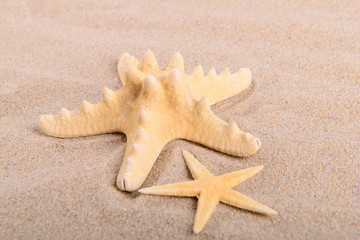 Fototapeta na wymiar two yellow starfish on clean sand