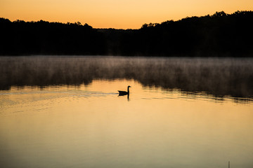 Bird swimming along the lake