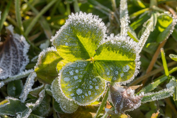 Kleeblatt mit Eiskristallen
