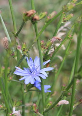 Closeup blue wild flower on a green background (Cichorium intybus)