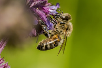 Apis mellifera Bee