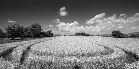 Kornfeld II