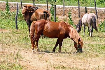Fototapeta premium Horses on pasture