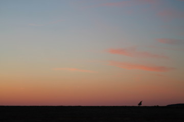 Plants at sunset