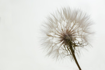 Aerial dandelion on a white, gray background. Relax, air.copy space