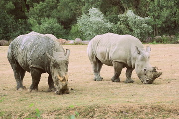 rhinocéros blancs d'afrique  en couple en parc animalier