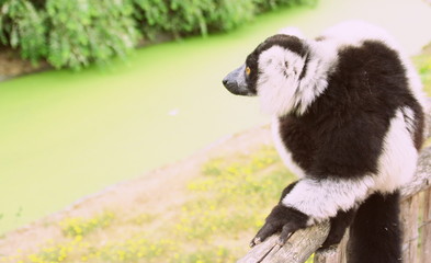 lémurien noir et blanc,(Varecia variegata),assis dans un parc animalier