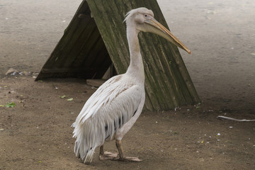 Pelican
