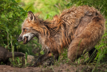 Red Fox Vixen (Vulpes vulpes) Walks Behind Kit