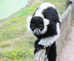 lémurien noir et blanc,(Varecia variegata),assis dans un parc animalier