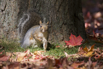 Naklejka na ściany i meble Gray Squirrel in autumn