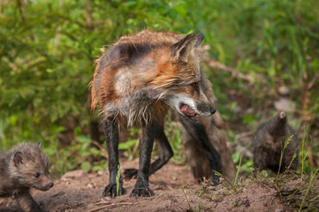 Red Fox Vixen (Vulpes vulpes) With Meat and Kits