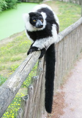 lémurien noir et blanc,(Varecia variegata),assis dans un parc animalier
