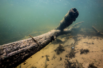 Underwater Log