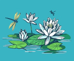 Flowers of water lilies 