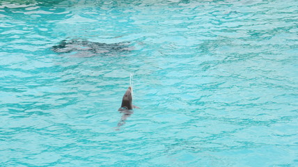 dauphin dans bassin jouant avec l'eau