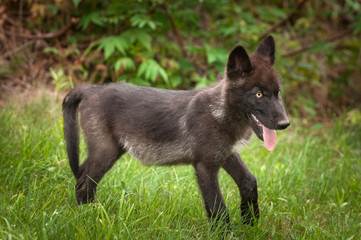 Black Phase Grey Wolf (Canis lupus) Pup Stands in Grass