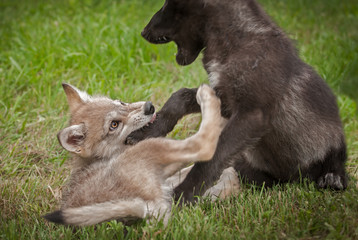 Grey Wolf (Canis lupus) Pup Bites Paw of Sibling © hkuchera