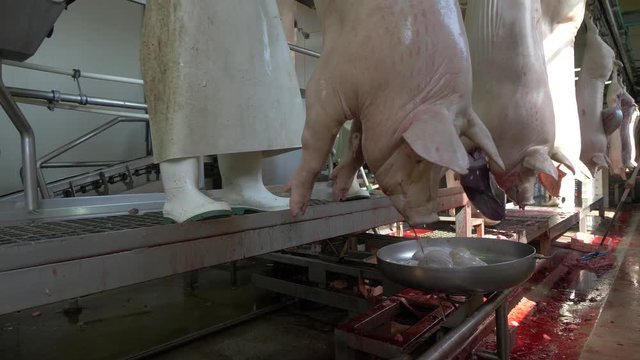 Workers prepare raw pork meat for delivery to stores
