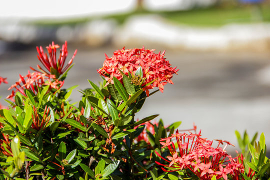 Ixoria flower