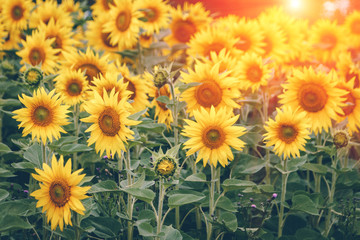 Field of blooming sunflowers on a sunlight. Nature background. Summer landscape. Vintage effect filter.