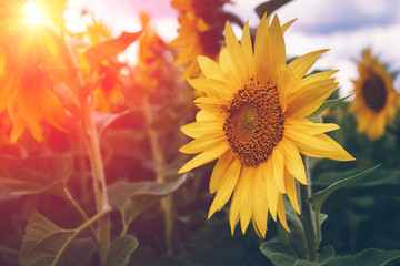 Field of blooming sunflowers on a sunlight. Nature background. Summer landscape. Vintage effect filter.