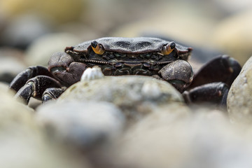 close up of a small crab at low tide